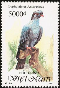 Topknot Pigeon (Lopholaimus antarcticus)